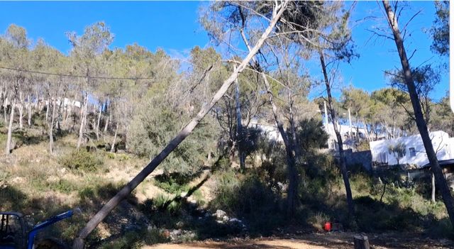 Tala de árboles tanto en altura o terren