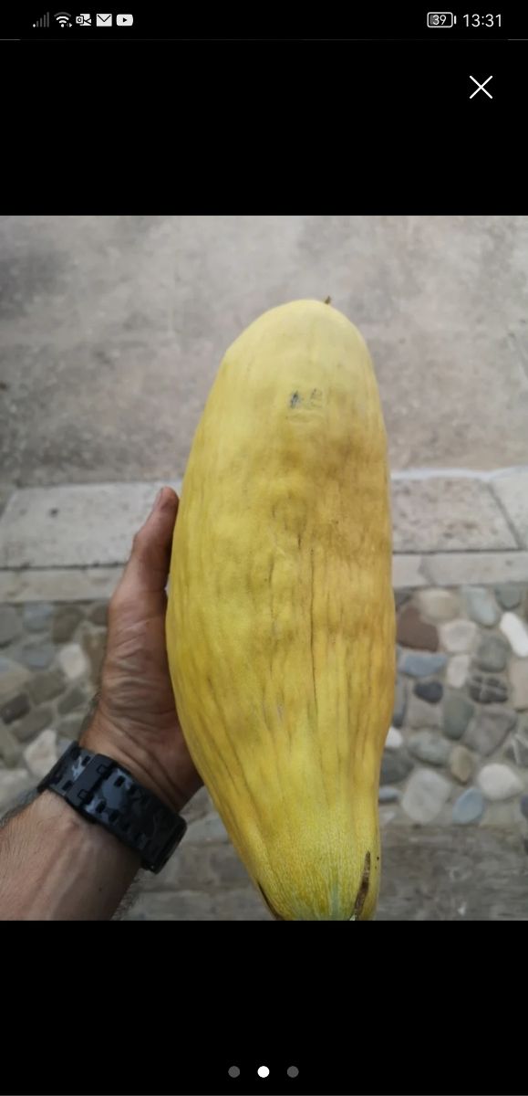 Semi di melone banana