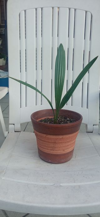 Planta