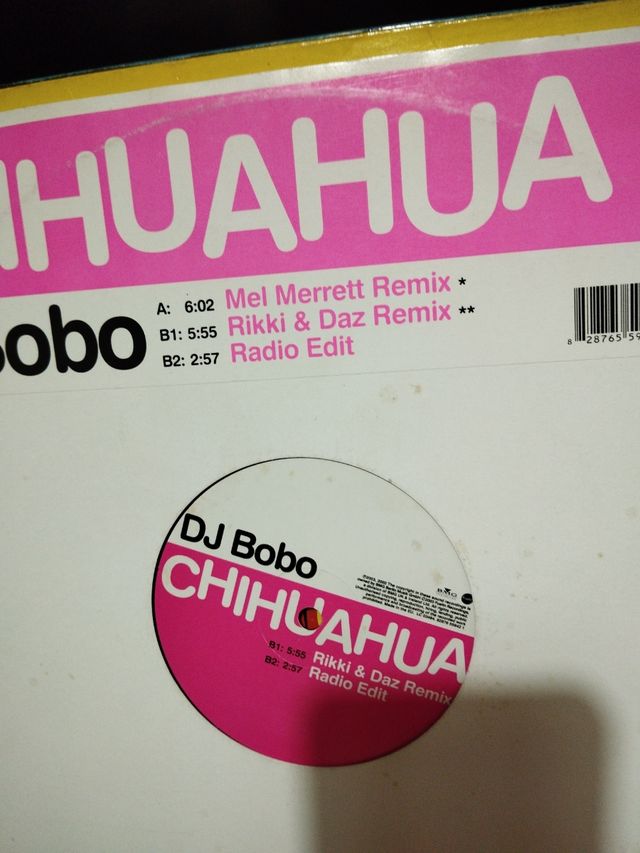 Dj bobo .Chihuahua .