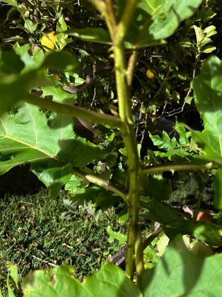 Solanum torvun pianta da innesto 