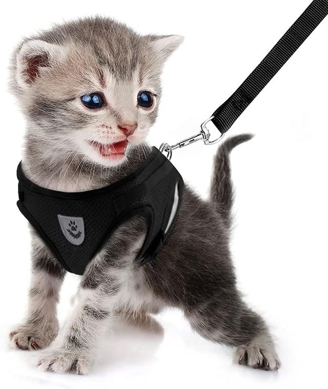 Arnés mascotas pequeñas