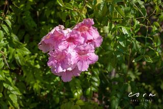 Terreno en venta en Artà