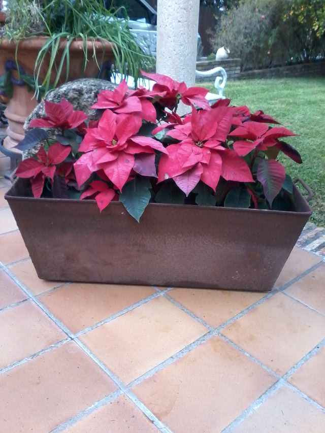 Jardineras antiguas