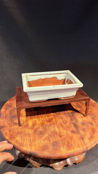 MACETA BONSAI MAME SHOHIN RECTANGULAR BLANCA