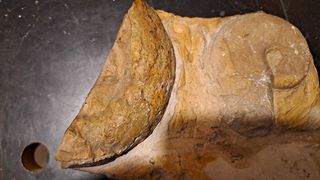 Reperto Fossile pezzo unico 17x12x4 cm circa