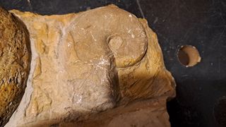 Reperto Fossile pezzo unico 17x12x4 cm circa