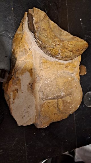 Reperto Fossile pezzo unico 17x12x4 cm circa