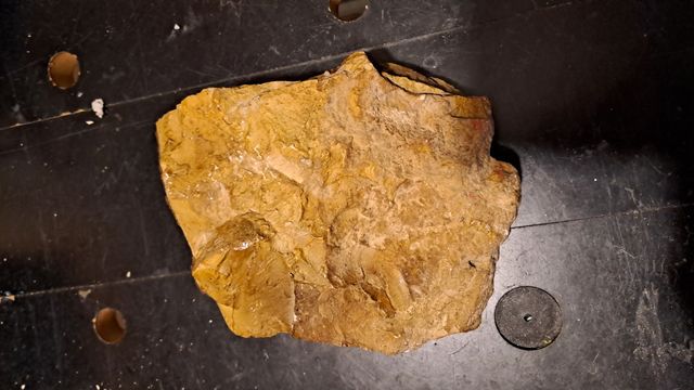 Reperto Fossile pezzo unico 17x12x4 cm circa