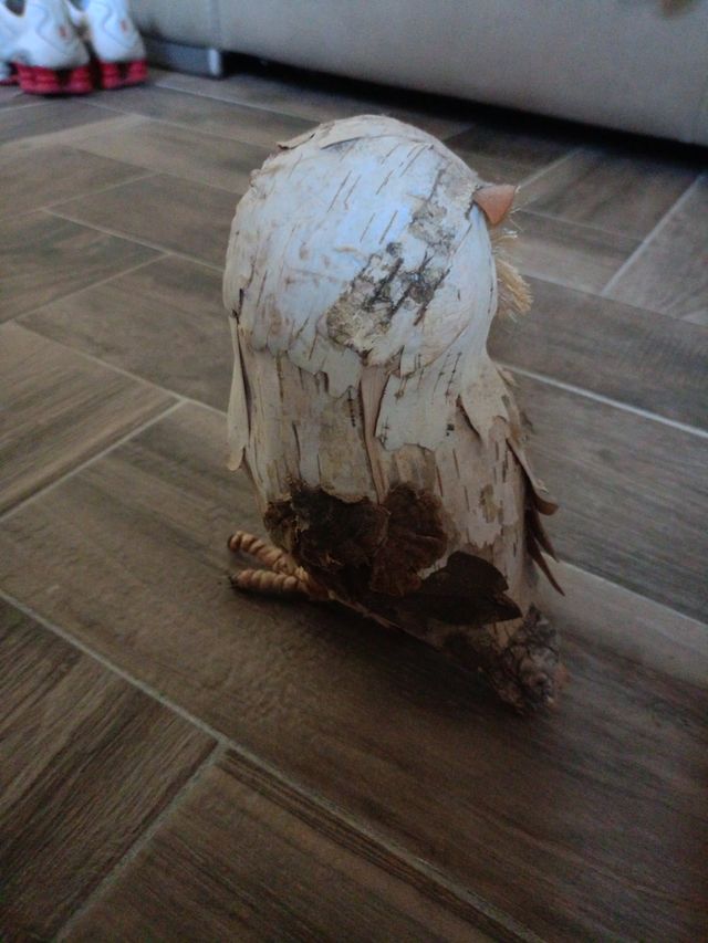 Coppia gufi in foglie di corteccia