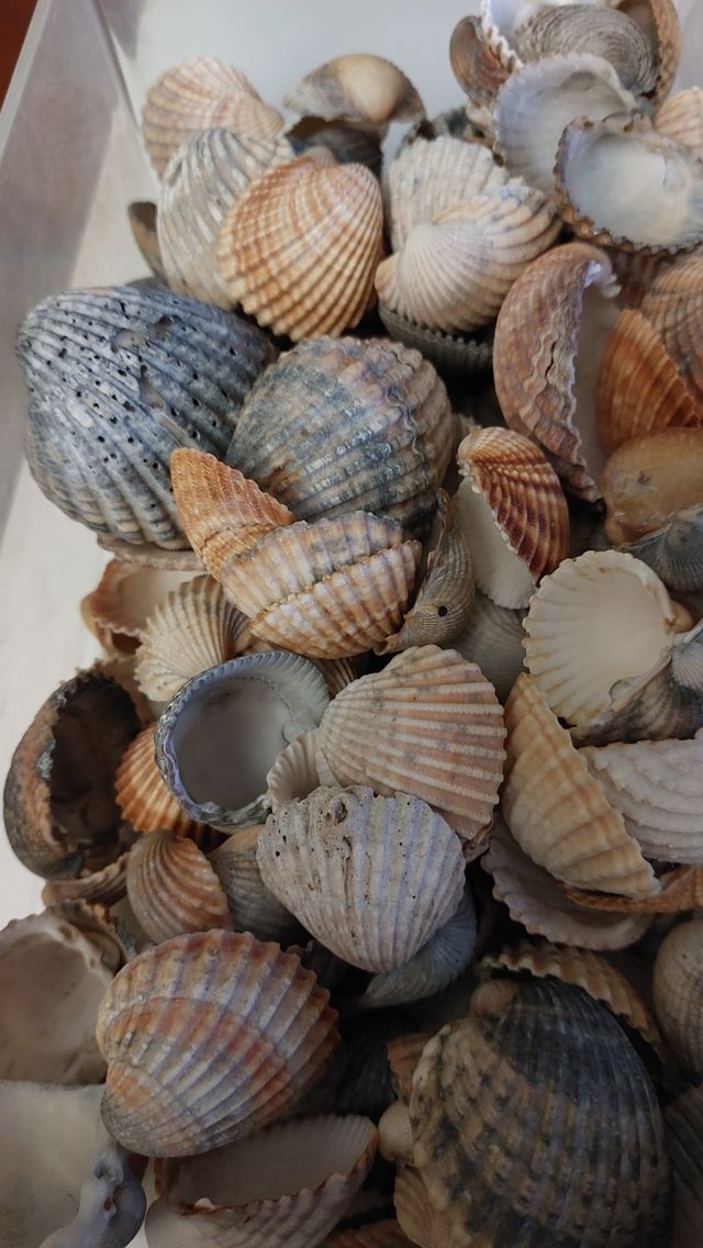 Lote conchas pequeñas