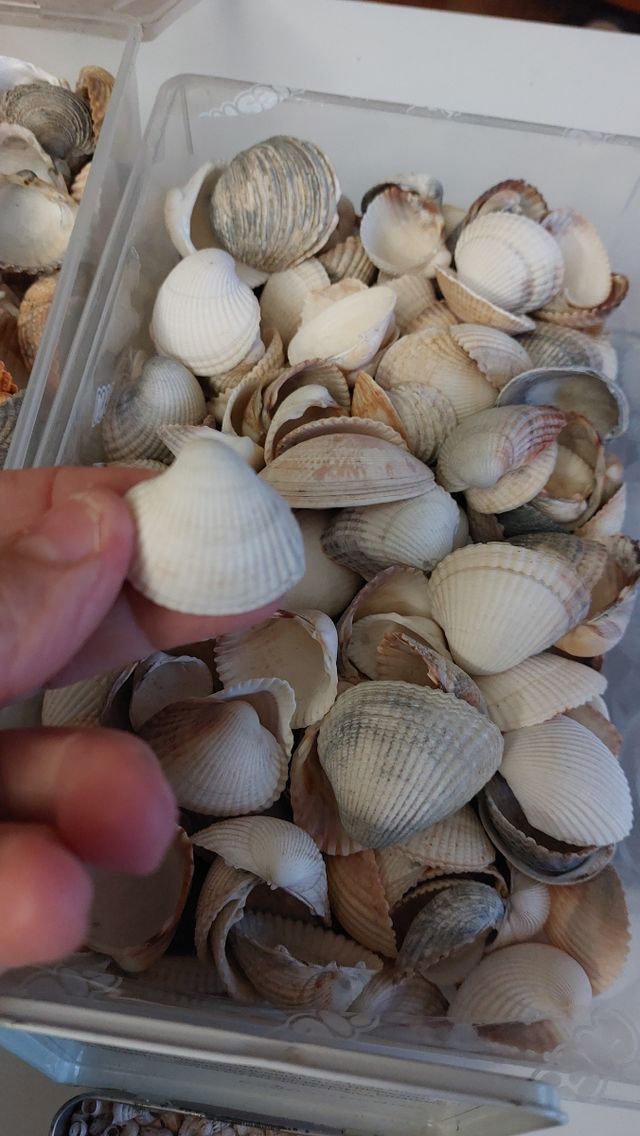 Lote conchas pequeñas