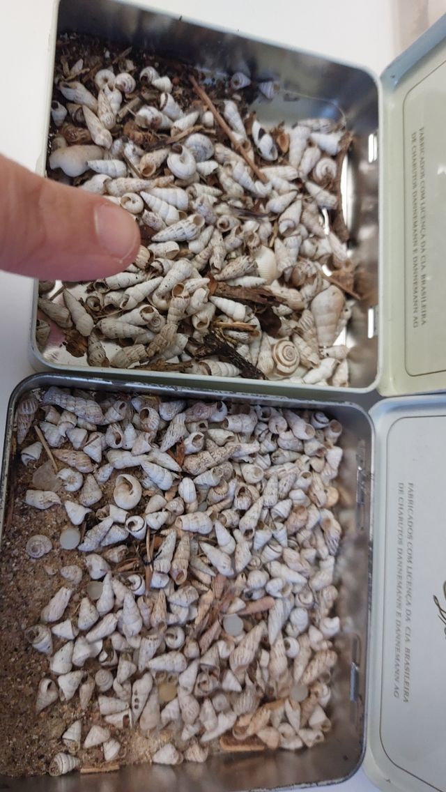 Lote conchas pequeñas