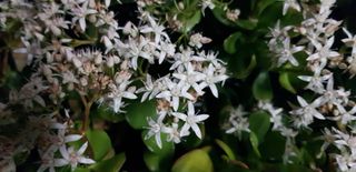 4 vasi di piantine grasse costo 2.00 cad