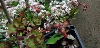 4 vasi di piantine grasse costo 2.00 cad