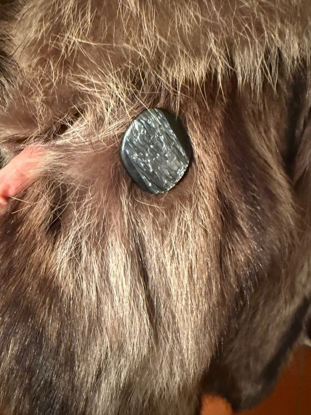 Pelliccia in marmotta