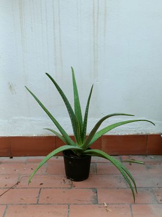 Plantas Aloe Vera Varios Tamaños