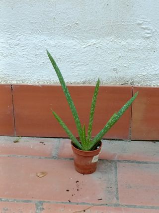 Plantas Aloe Vera Varios Tamaños