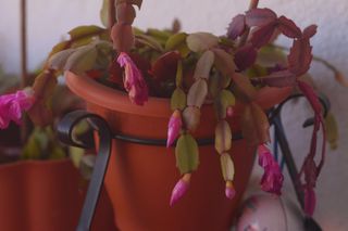 Objetivo samyang 85 mmm para montura nikon