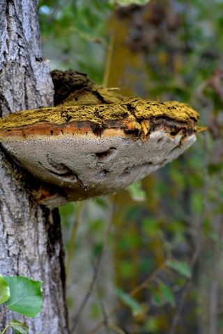 Objetivo samyang 85 mmm para montura nikon