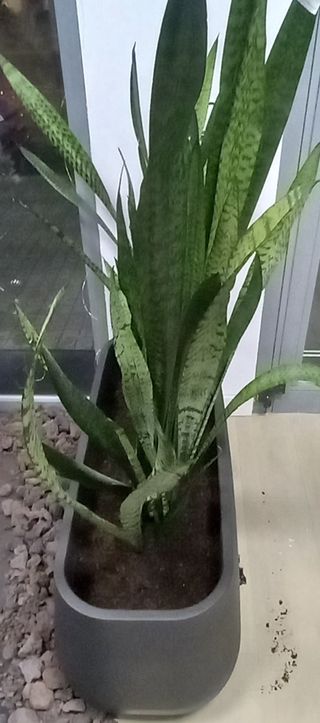 Sansiviera trifasciata + macetero