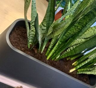 Sansiviera trifasciata + macetero