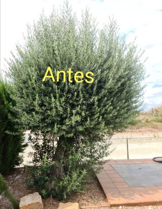 Arreglos de jardines