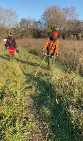 Limpieza de parcelas poda de árboles 