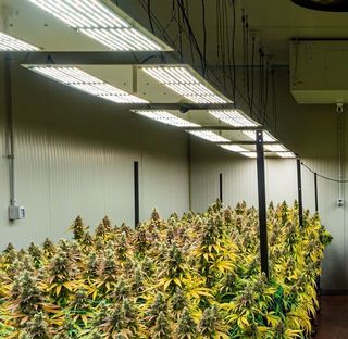 Lámparas y sistemas de cultivo vertical indoor