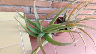 Planta Aloe Vera. Original.