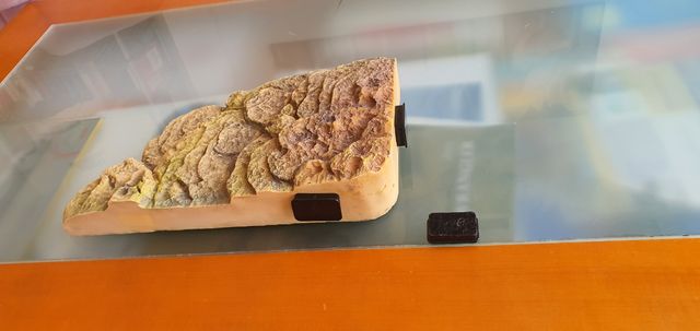 Set para acuario de tortugas