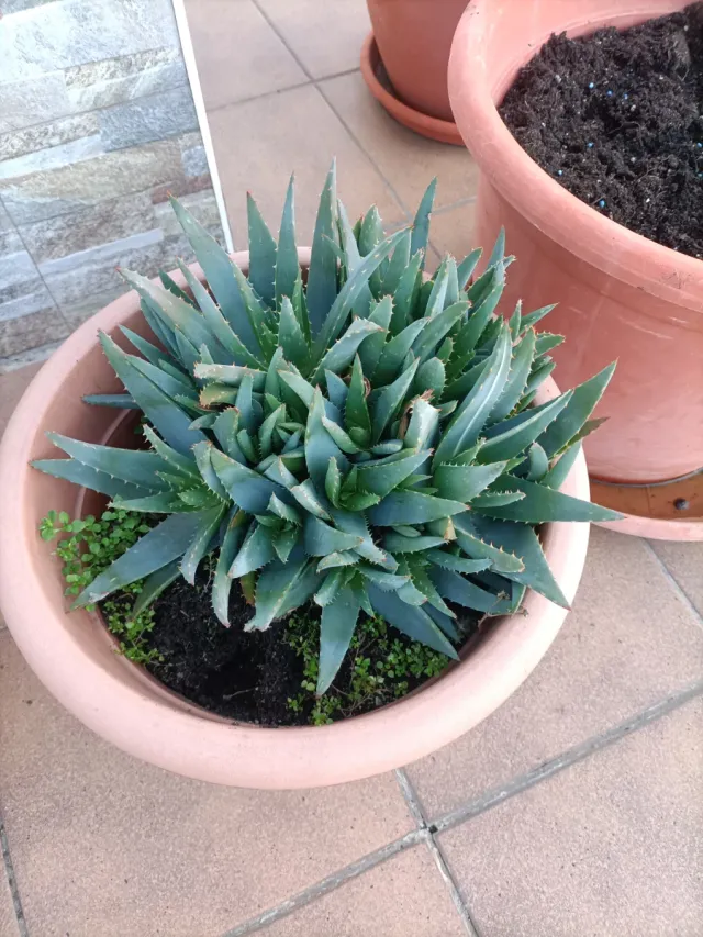 Planta ALOE VERA