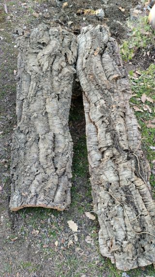 corcho natural, terrarios, orquídeas, belenes