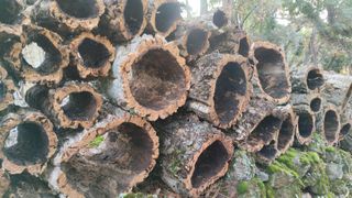 corcho natural, terrarios, orquídeas, belenes