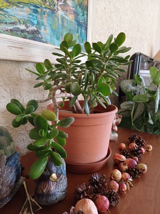 Crassula ovata.