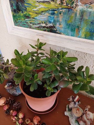 Crassula ovata.