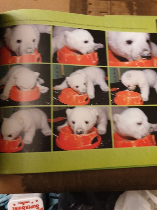 Knut. La storia del piccolo orso polare che ha tenuto il mondo con il fiato sospeso