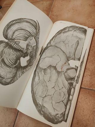 Belorcio: atlas de medicina