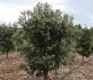 Campo de carrascas truferas