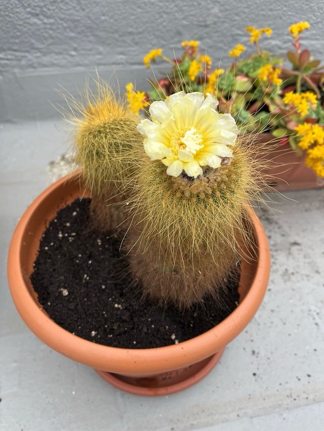 Cactus 2 Parodia leninghausii