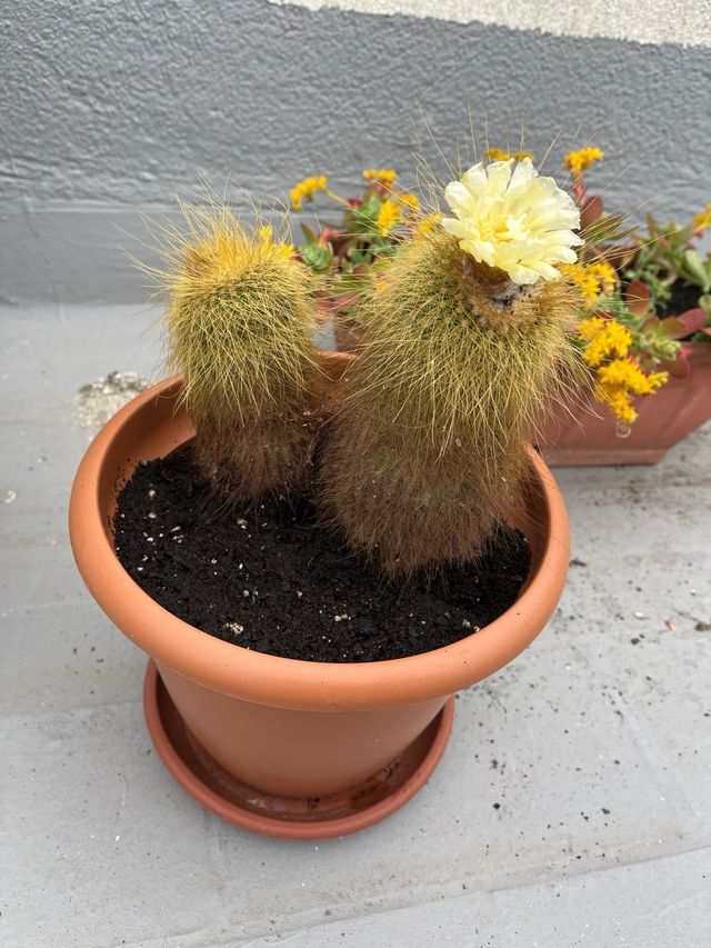 Cactus 2 Parodia leninghausii