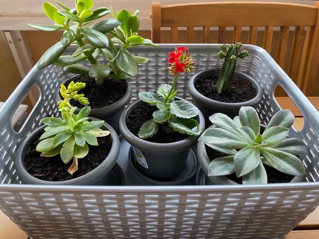 Planta maceta suculenta Haworthia cymbiformis
