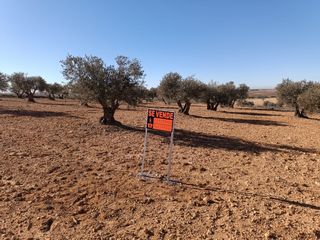 Olivares picual + maquina vibradora
