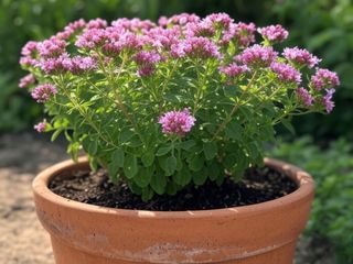 Semillas de hierba aromática Mejorana