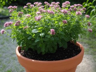 Semillas de hierba aromática Mejorana