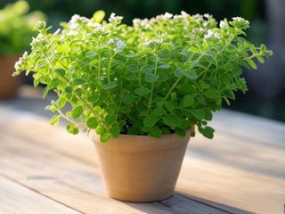 Semillas de hierba aromática Mejorana