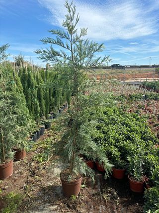 Cipres Leylandii