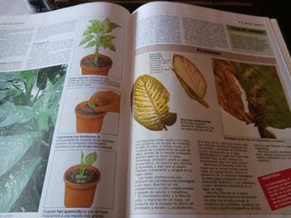 Enciclopedia plantas