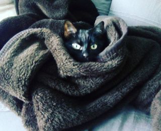 Cuidado de animales a domicilio
