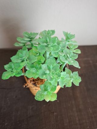 Pequeña maceta decorativa 